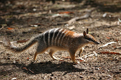 'Numbat' - sold to a publisher for use in a college textbook
