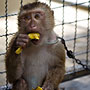 banana snack