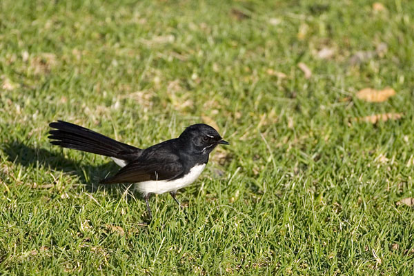 Willy Wagtail