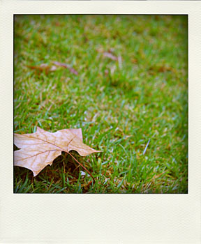 lonely autumn leaf