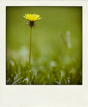 Taraxacum flower