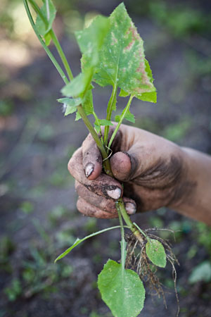 pulling weeds