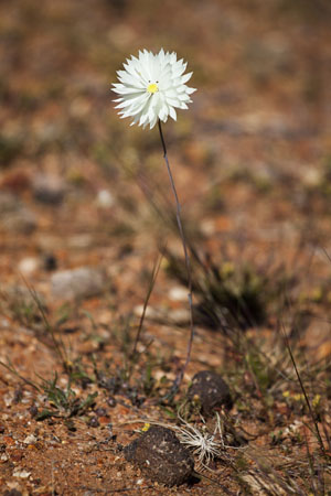 Everlasting (Rhodanthe chlorocephala)