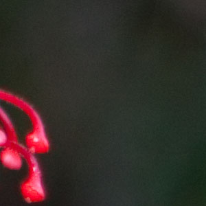 100% crop at ISO 100 (Canon 50D)