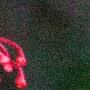 100% crop at ISO 3200 (Canon 50D)