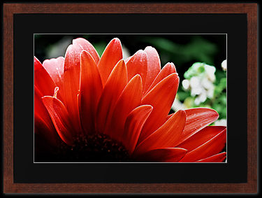 red gerbera petals