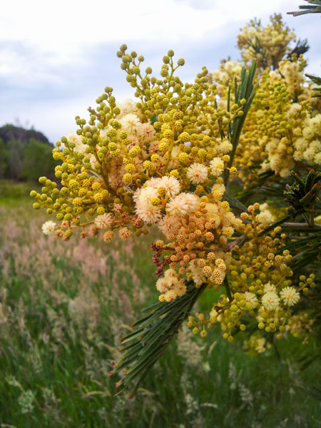 local flora