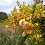 local flora