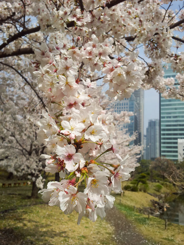 cherry blossoms