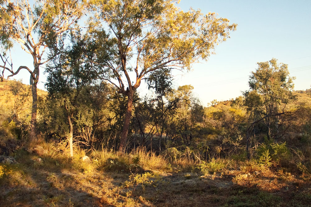 bush behind my donga