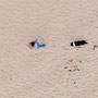 beach walker and her dog