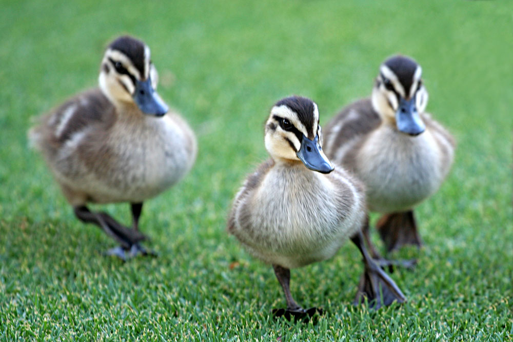 follow the leader