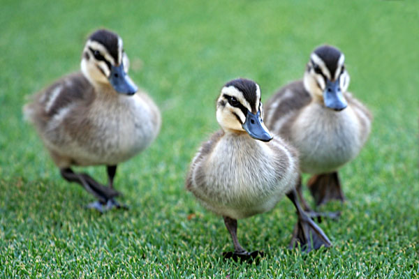 follow the leader