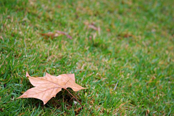 the stolen photo - lonely autumn leaf