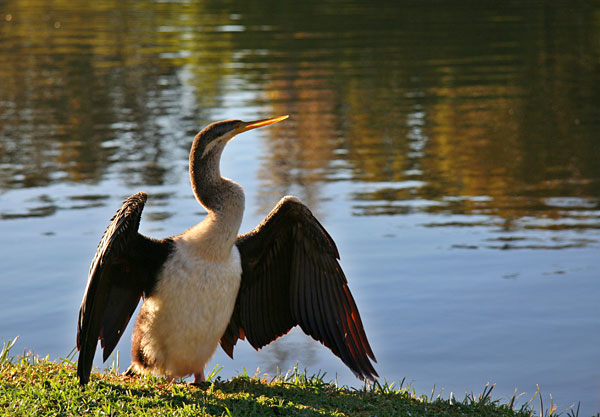 Bird drying feathers in the dawn sun