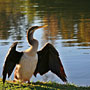 Bird drying feathers in the dawn sun