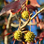 Autumn colours