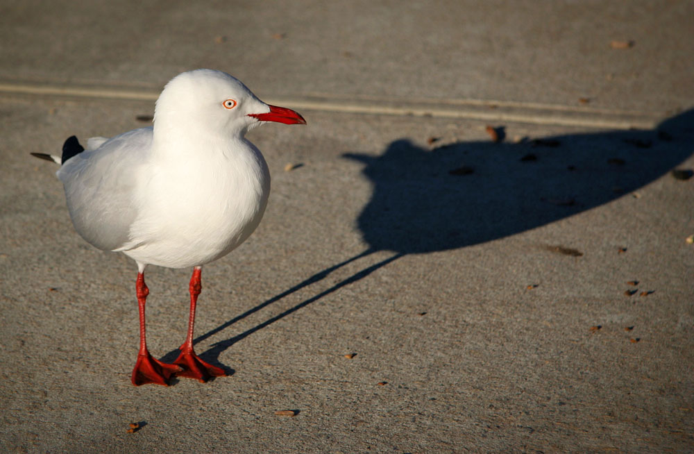 Silver Gull and shadow