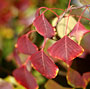 Autumn Leaves