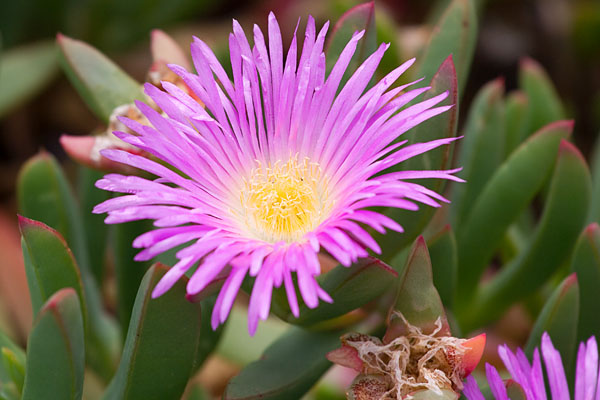 dune flower