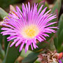 dune flower