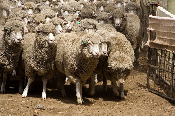 here come the sheep
