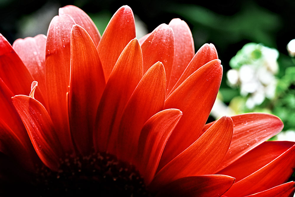 red gerbera flower petals
