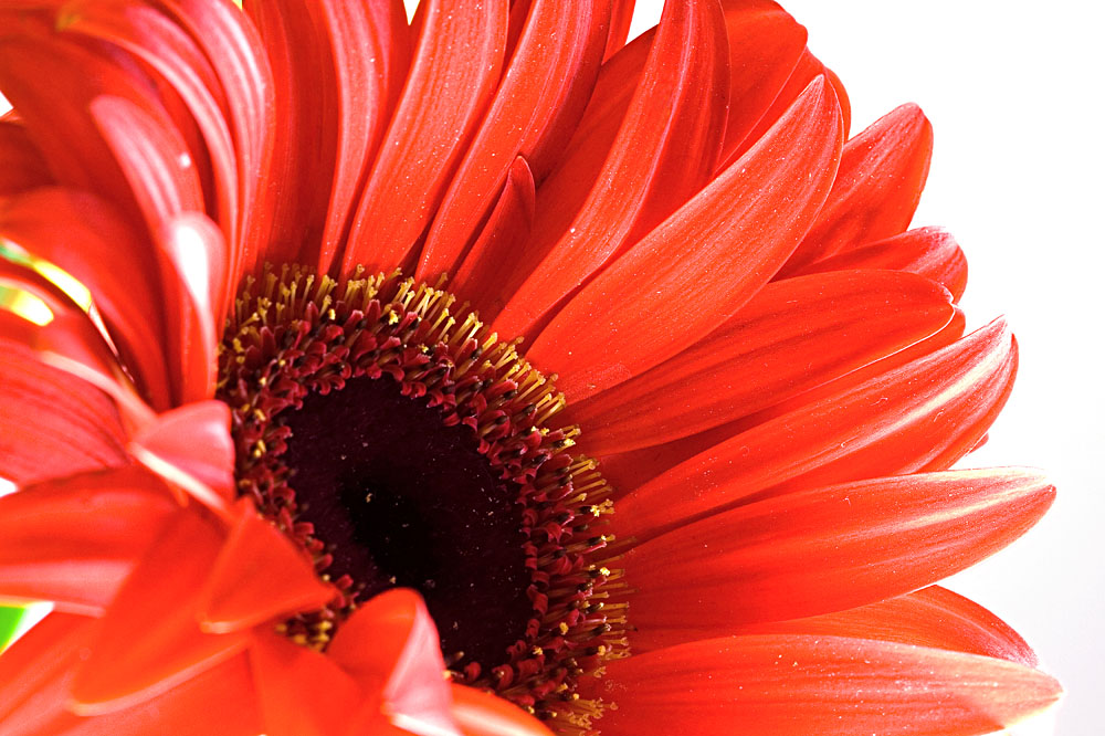 red gerbera flower closeup