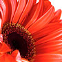 red gerbera flower closeup