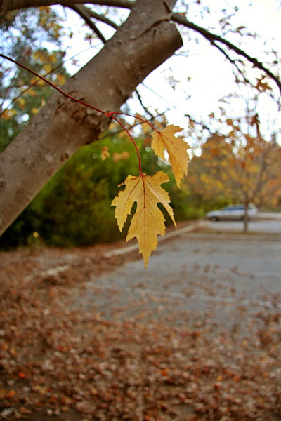 Autumn Leaf