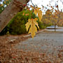 Autumn Leaf