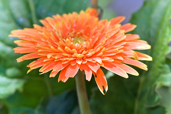 orange gerbera flower