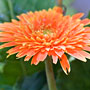 orange gerbera flower