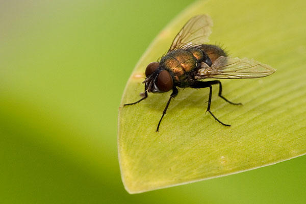 blowfly
