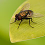 blowfly