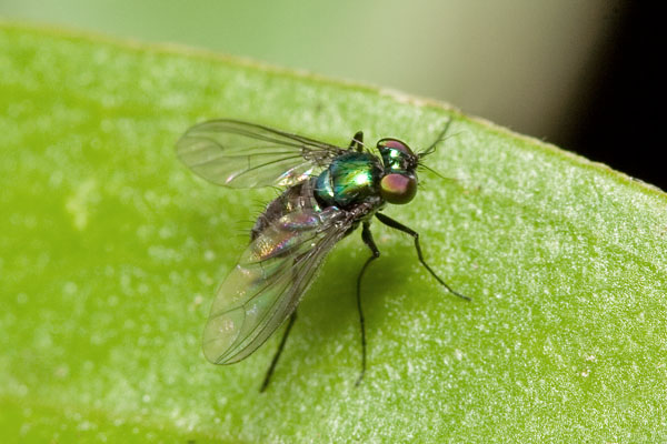 long legged fly