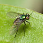 long legged fly