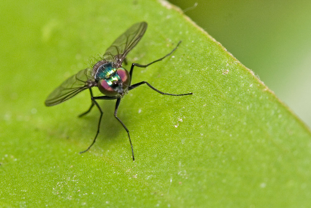 long legged fly