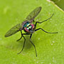 long legged fly