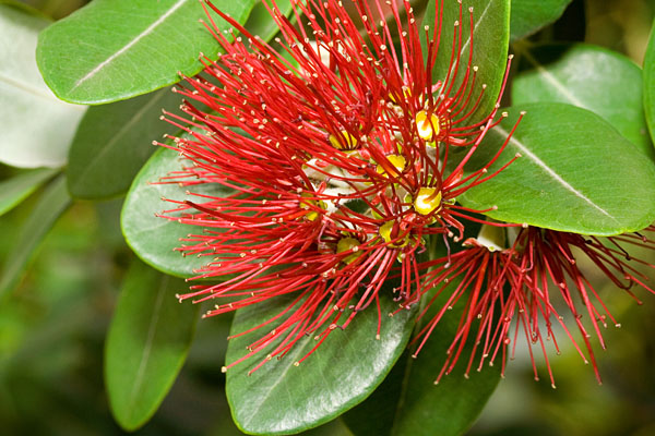 red flowering gum
