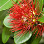 red flowering gum
