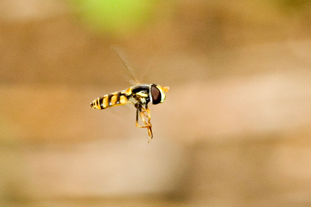hovering hoverfly