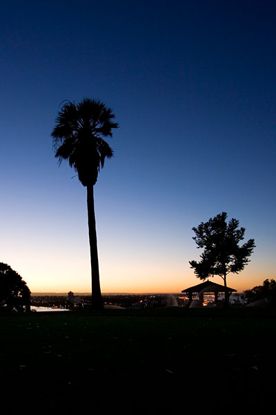 tree silhouette before dawn