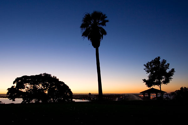 tree silhouette before dawn