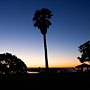 tree silhouette before dawn