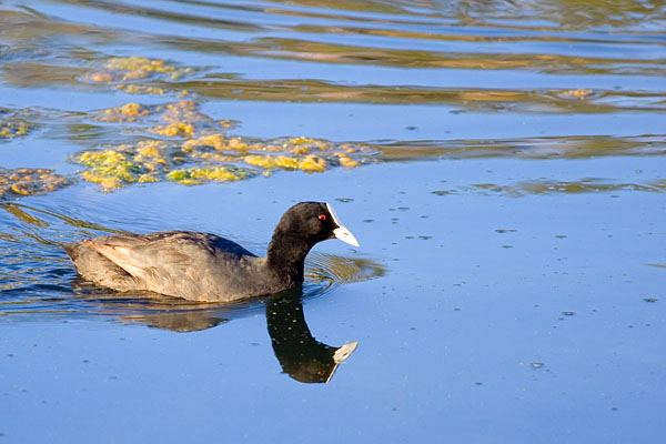 Eurasian Coot