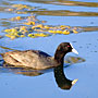 Eurasian Coot
