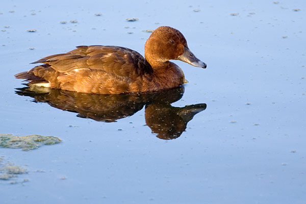 brown duck