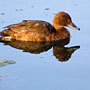 brown duck