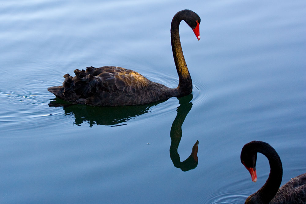 black swans